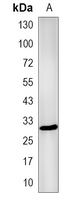 1 - Recombinant Anti-HLA-DRB4 Rabbit mAb AP95361