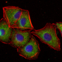 3 - Recombinant Anti-PGD Rabbit mAb AP95363