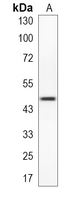 1 - Recombinant Anti-PGD Rabbit mAb AP95363