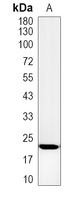 1 - Recombinant Anti-NCS1 Rabbit mAb AP95365