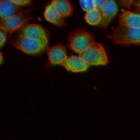 3 - Recombinant Anti-UBE4A Rabbit mAb AP95366