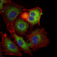 3 - Recombinant Anti-p40 phox Rabbit mAb AP95368