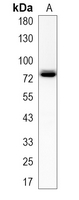 1 - Recombinant Anti-CPSF3 Rabbit mAb AP95369