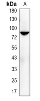 1 - Recombinant Anti-PPM1E Rabbit mAb AP95375
