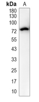 1 - Recombinant Anti-TAF15 Rabbit mAb AP95376