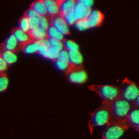 3 - Recombinant Anti-FAM175A Rabbit mAb AP95377