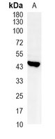 1 - Recombinant Anti-FAM175A Rabbit mAb AP95377