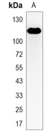 1 - Recombinant Anti-c-CBL (Phospho-Y774) Rabbit mAb AP95378