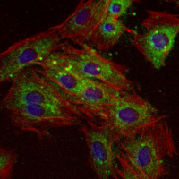 3 - Recombinant Anti-NDUFB9 Rabbit mAb AP95379