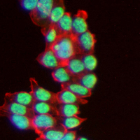 3 - Recombinant Anti-ZHX2 Rabbit mAb AP95380