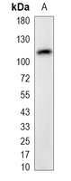 1 - Recombinant Anti-ZHX2 Rabbit mAb AP95380