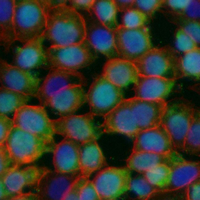 3 - Recombinant Anti-HNF4 alpha Rabbit mAb AP95382