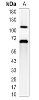 1 - Recombinant Anti-CD141 Rabbit mAb AP95383