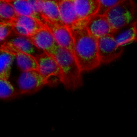 3 - Recombinant Anti-NAT1 Rabbit mAb AP95385