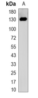 1 - Recombinant Anti-CYFIP1 Rabbit mAb AP95388