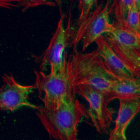 3 - Recombinant Anti-PAH Rabbit mAb AP95389