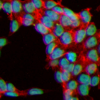 3 - Recombinant Anti-Histone H3 Rabbit mAb AP95390