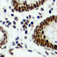 19 - Recombinant Anti-Histone H3 Rabbit mAb AP95390