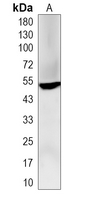 1 - Recombinant Anti-BTNL3 Rabbit mAb AP95391