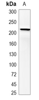 1 - Recombinant Anti-Cav1.4 Rabbit mAb AP95398