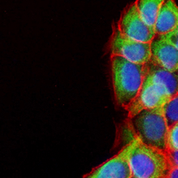 3 - Recombinant Anti-TRAF2 Rabbit mAb AP95401