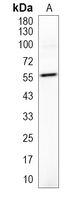 1 - Recombinant Anti-TRAF2 Rabbit mAb AP95401