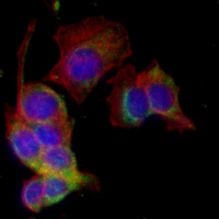 3 - Recombinant Anti-Jaw1 Rabbit mAb AP95403