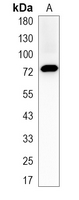 1 - Recombinant Anti-SRP72 Rabbit mAb AP95407
