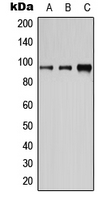 1 - Anti-CD19 (Phospho-Y531) Antibody AP95408