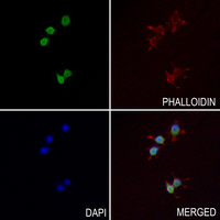 3 - Anti-c-Jun Antibody AP95411