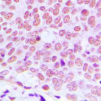 19 - Anti-c-Jun Antibody AP95411