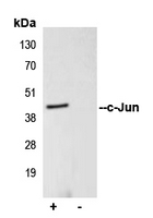 5 - Anti-c-Jun Antibody AP95411