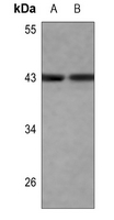 1 - Anti-c-Jun Antibody AP95411