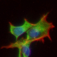 3 - Anti-nNOS Antibody AP95413