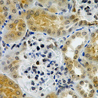 19 - Anti-nNOS Antibody AP95413