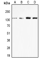 1 - Anti-nNOS Antibody AP95413