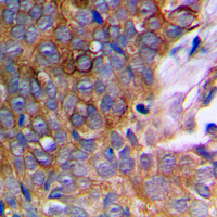 19 - Anti-MMP10 Antibody AP95417
