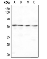 1 - Anti-MMP10 Antibody AP95417