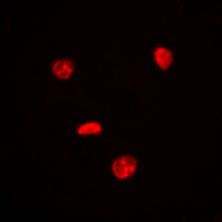 3 - Anti-c-Myc Antibody AP95418