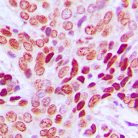 19 - Anti-c-Myc Antibody AP95418