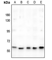 1 - Anti-c-Myc Antibody AP95418
