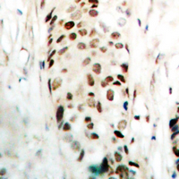 19 - Anti-SOX9 Antibody AP95419