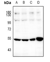 1 - Anti-SOX9 Antibody AP95419