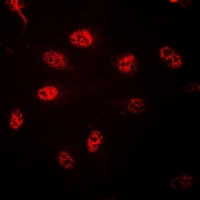 3 - Anti-Histone H3 Antibody AP95421