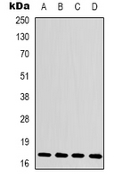1 - Anti-Histone H3 Antibody AP95421
