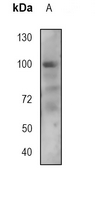 1 - Anti-CD10 Antibody AP95471