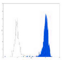 4 - Anti-CD11b Antibody AP95474