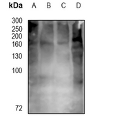 1 - Anti-CD13 Antibody AP95476