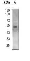 1 - Anti-CD14 Antibody AP95477