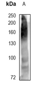 1 - Anti-CD15 Antibody AP95479